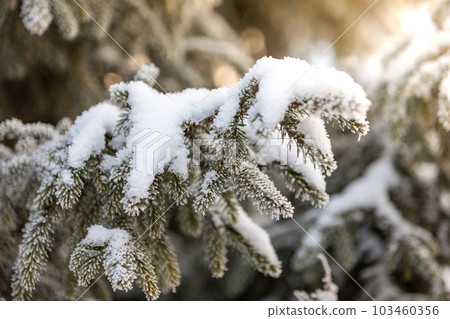 Spruce branches covered with snow in the rays of sunset light. Spruce branches covered with snow in the rays of sunset light. 103460356
