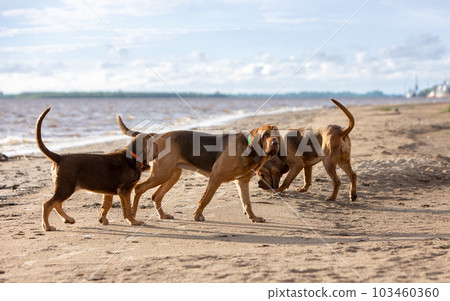 Brown bloodhounds walk together along the beach near the river 103460360