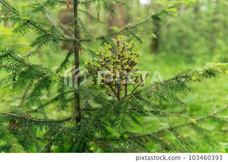 witch's broom - pathological formation on the branches of a tree, close-up 103460393