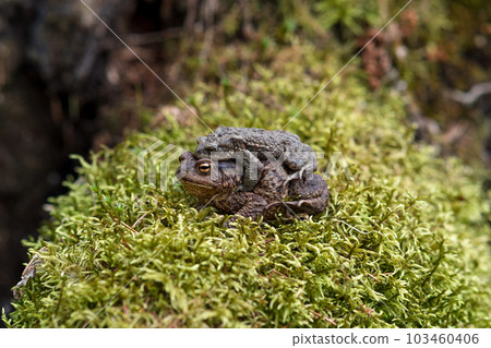 couple of common toads in amplexus among moss couple of common toads in amplexus among moss 103460406
