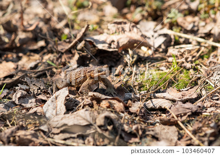 common toad after hibernation among dry foliage 103460407