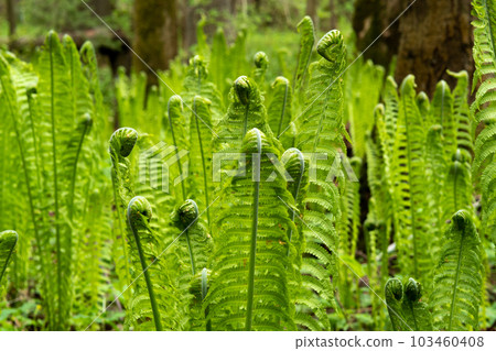 natural spring background, sprouts of ostrich fern close-up 103460408