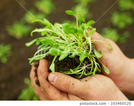 Seedlings spinach hand soil palms close-up wearing Spinacia oleracea young planting bio detail greenhouse foil field root crop farm farming garden organic agriculture growing farmer Europe Seedlings spinach hand soil palms close-up wearing Spinacia oleracea young planting bio detail greenhouse foil field root crop farm farming garden organic agriculture growing farmer Europe 103460520