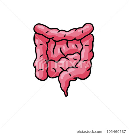 Intestine internal organ. Human pink digestive tract. Medical icon. Illustration isolated on white 103460587