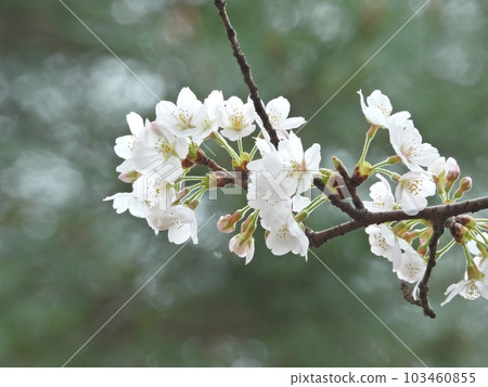 Cherry Blossoms Cherry Blossoms 103460855