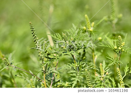 Ragweed closeup, common allergy plant 103461198