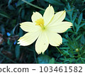 Cosmos Sulphureus Cute And Gorgeus Yellow Flower 103461582