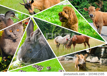 collage of portraits of domestic animals. collage of portraits of domestic animals. 103461595
