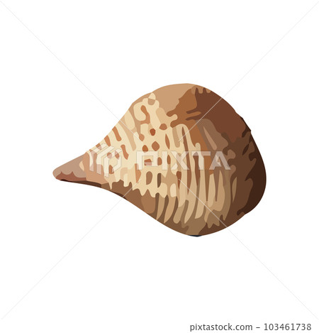 Vector Seashell watercolor illustration. Hand drawn underwater element design. Artistic vector marine design element. Illustration for greeting cards, printing and other design projects. 103461738