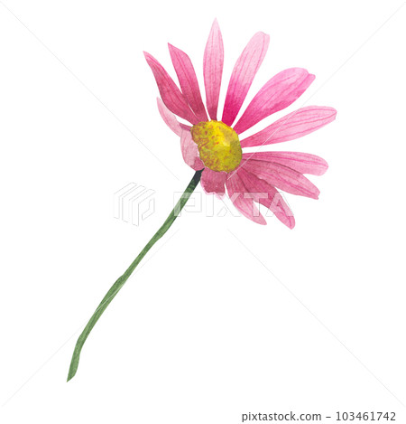 watercolor illustration of Cosmos flower. Hand drawn watercolor illustration, isolated on white background. Wildflowers clipart 103461742