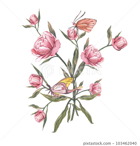 Pink peony flower, bud, butterfly isolated on white background. Watercolor hand drawn botanic illustration. Art design Pink peony flower, bud, butterfly isolated on white background. Watercolor hand drawn botanic illustration. Art design 103462040