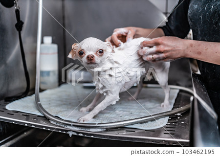A small white dog enjoys a luxurious spa experience in a grooming salon, where she gets to take a bath. A small white dog enjoys a luxurious spa experience in a grooming salon, where she gets to take a bath. 103462195