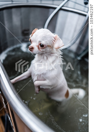A small white dog enjoys a luxurious spa experience in a grooming salon, where she gets to take a bath. 103462197
