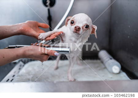 A small white dog enjoys a luxurious spa experience in a grooming salon, where she gets to take a bath. A small white dog enjoys a luxurious spa experience in a grooming salon, where she gets to take a bath. 103462198