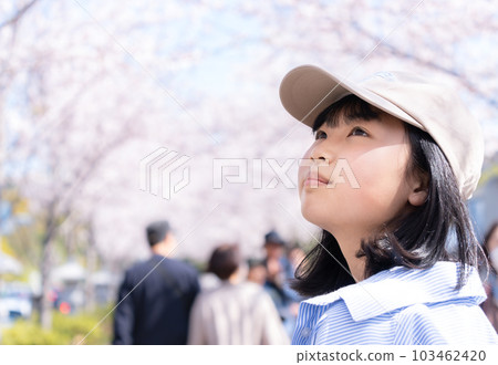 年輕女子觀光櫻花樹 103462420