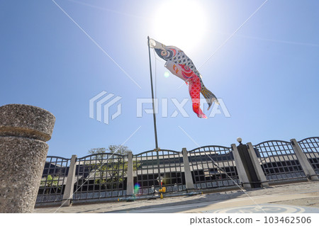 Carp streamers in the blue sky that receive the sunlight of the early summer sun Carp streamers in the blue sky that receive the sunlight of the early summer sun 103462506