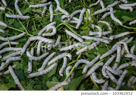 Kaiko桑葉絲綢農場 Kaiko桑葉絲綢農場 103462652