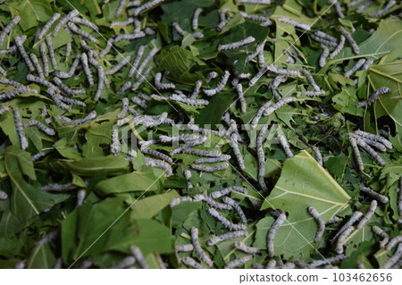 Silkworm mulberry leaf sericulture 103462656