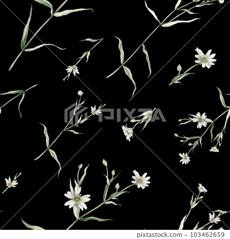 Watercolor seamless pattern with stellaria holostea. Rabelera holostea. Hand painted small white flower and leaves isolated on black background. Illustration for design, fabric, print or background. Watercolor seamless pattern with stellaria holostea. Rabelera holostea. Hand painted small white flower and leaves isolated on black background. Illustration for design, fabric, print or background. 103462659