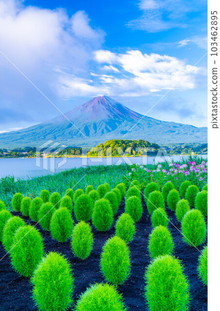 [Mt. Fuji material] Mt. Fuji seen from Lake Kawaguchi in summer [Yamanashi Prefecture] 103462895