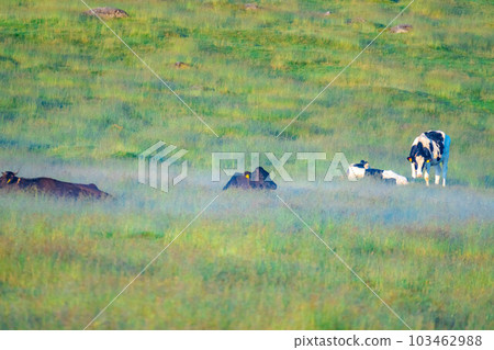 [Animal materials] Cows of Utsukushigahara Highlands in the morning [Nagano Prefecture] 103462988