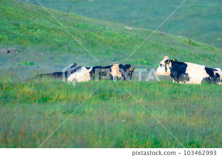 [Animal materials] Cows of Utsukushigahara Highlands in the morning [Nagano Prefecture] 103462993