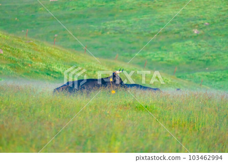 [Animal materials] Cows of Utsukushigahara Highlands in the morning [Nagano Prefecture] 103462994