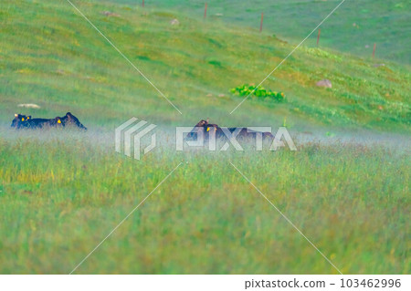 [Animal materials] Cows of Utsukushigahara Highlands in the morning [Nagano Prefecture] 103462996
