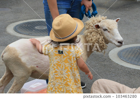 Sheep that have been sheared Cotton sheep shearing Sheep that have been sheared Cotton sheep shearing 103463280