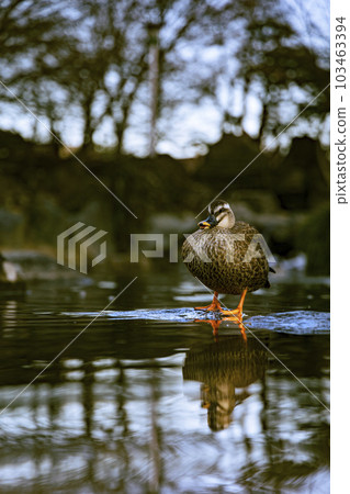Duck resting at the waterside 103463394
