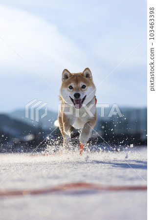 Shiba Inu frolicking in the snow 103463398