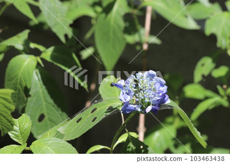 Yamah繡球花 103463438