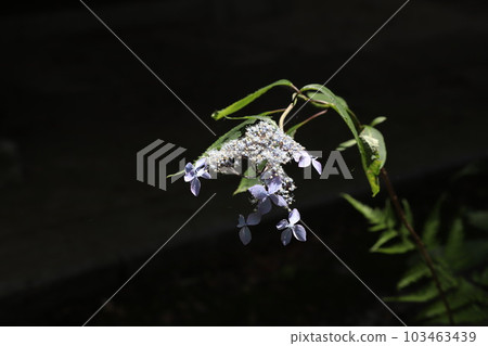 Yamah繡球花 103463439