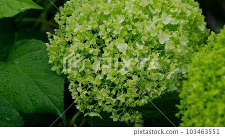 特寫：綠色的安娜貝爾（繡球花）開始綻放 103463551