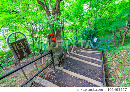 東京日野市高畠不動尊山內八十八寺參拜山繡球花 103463557