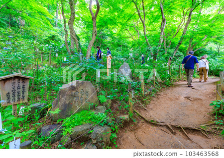 Tokyo Hino City Takahata Fudoson Pilgrimage to Yamauchi 88 Temples and Mountain Hydrangea Tokyo Hino City Takahata Fudoson Pilgrimage to Yamauchi 88 Temples and Mountain Hydrangea 103463568