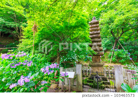 Tokyo Hino City Takahata Fudoson Memorial Pagoda and Mountain Hydrangea Tokyo Hino City Takahata Fudoson Memorial Pagoda and Mountain Hydrangea 103463573