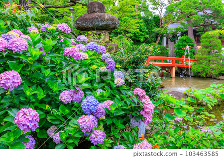 Tokyo Hino City Takahata Fudoson Kongo-ji Temple Hydrangea and Bentenbashi Bridge Tokyo Hino City Takahata Fudoson Kongo-ji Temple Hydrangea and Bentenbashi Bridge 103463585