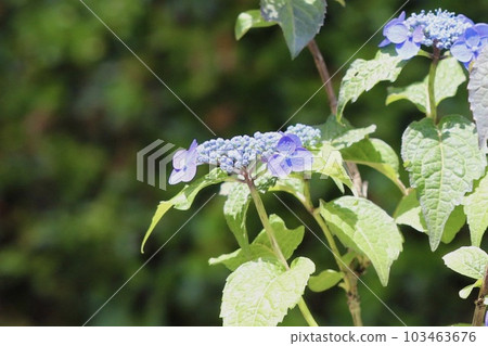 Yamah繡球花 Yamah繡球花 103463676
