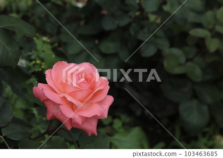 粉紅豹 粉紅豹 103463685