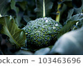 雨後蔬菜西蘭花 103463696