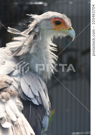 秘書鳥29 秘書鳥29 103463704