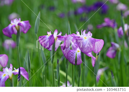Japanese iris (Japanese iris) 103463731