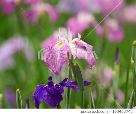 Japanese iris (Japanese iris) Japanese iris (Japanese iris) 103463743