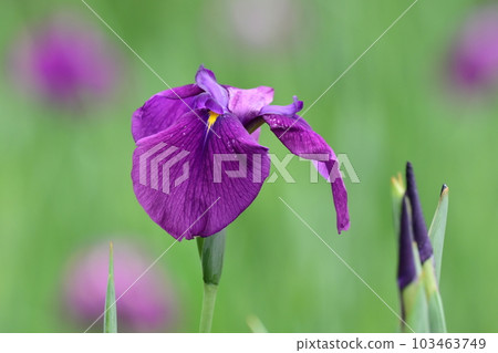 Japanese iris (Japanese iris) 103463749