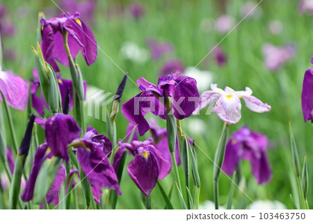 Japanese iris (Japanese iris) Japanese iris (Japanese iris) 103463750
