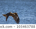 獵鷹飛過水面 103463788
