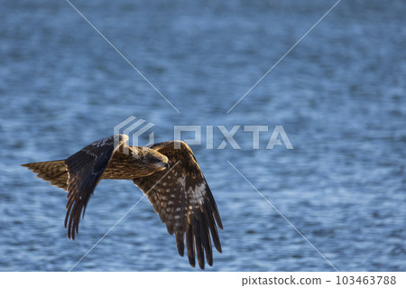 獵鷹飛過水面 103463788