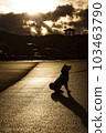 被夕陽照亮的柴犬 103463790