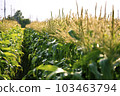 玉米田 103463794